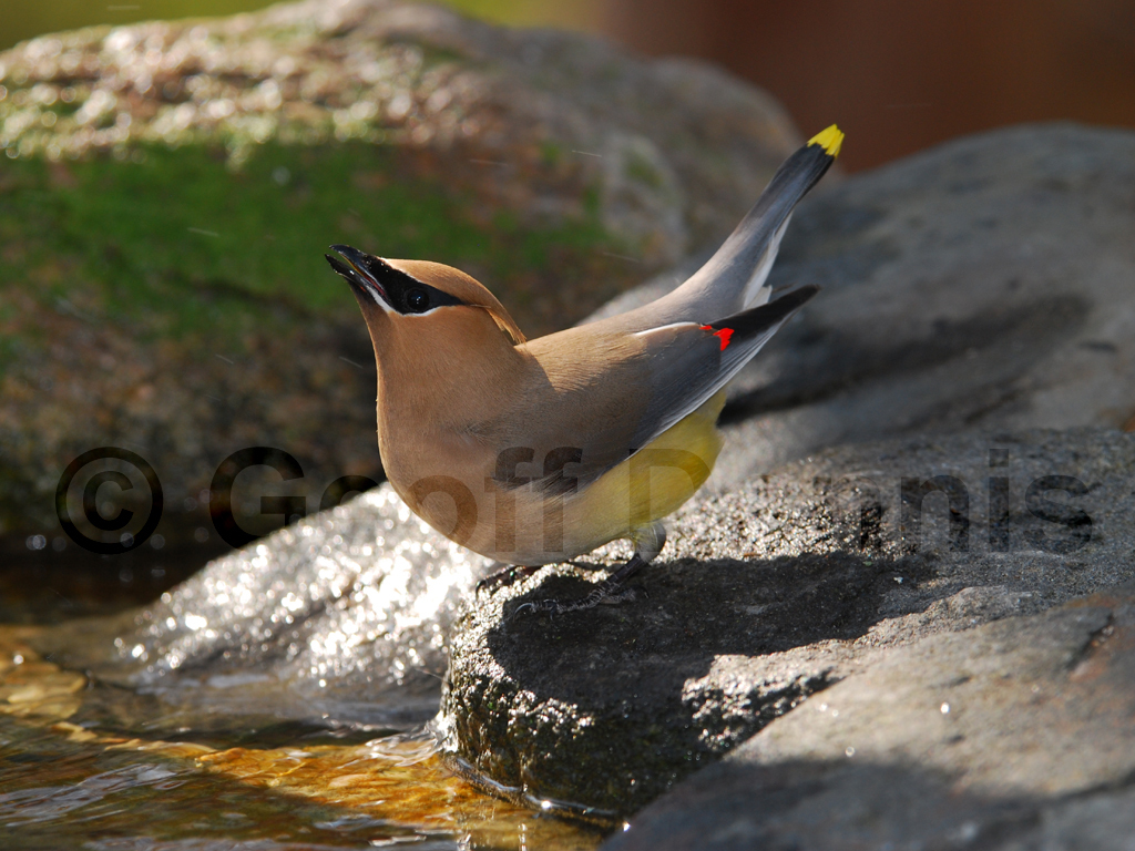 CEDW-AB_Cedar-Waxwing