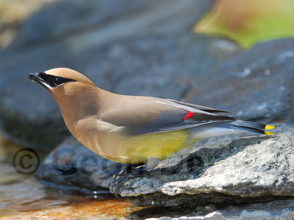 CEDW-AC_Cedar-Waxwing