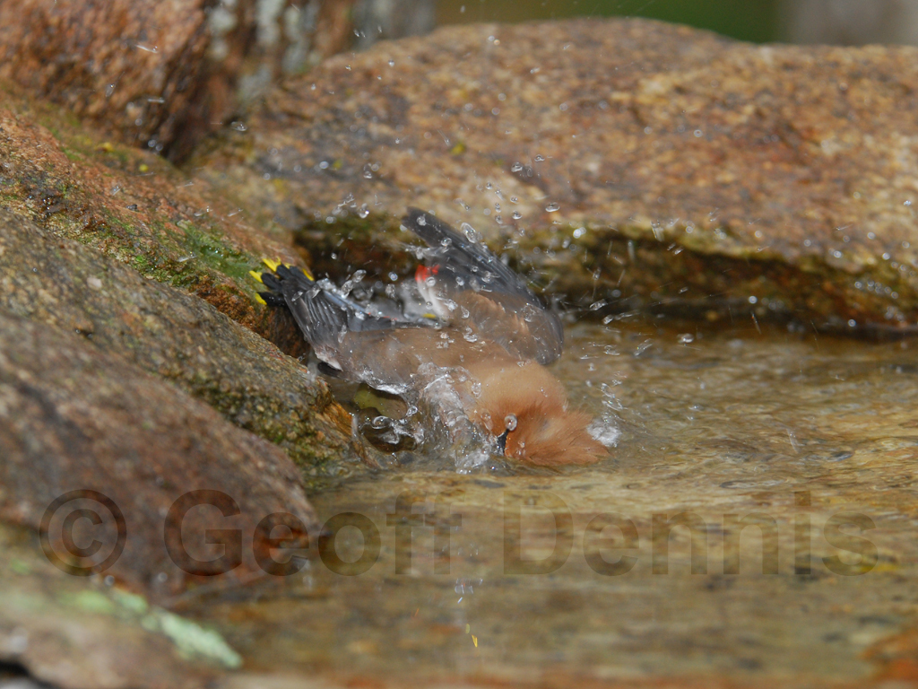 CEDW-AD_Cedar-Waxwing