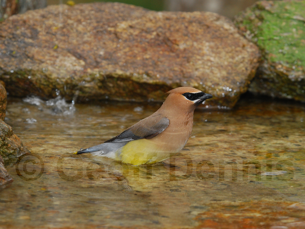 CEDW-AE_Cedar-Waxwing