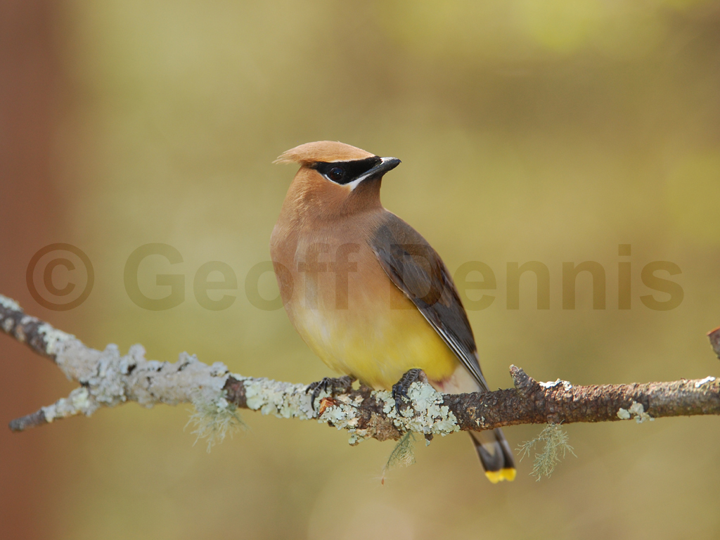 CEDW-AF_Cedar-Waxwing