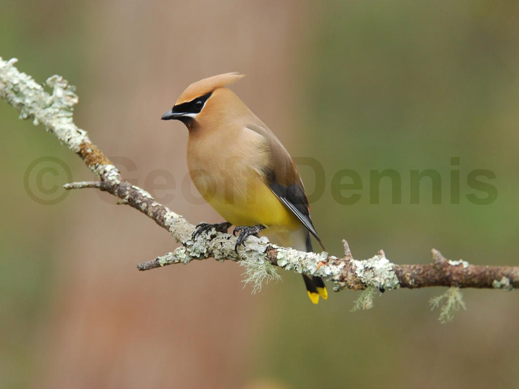 CEDW-AG_Cedar-Waxwing