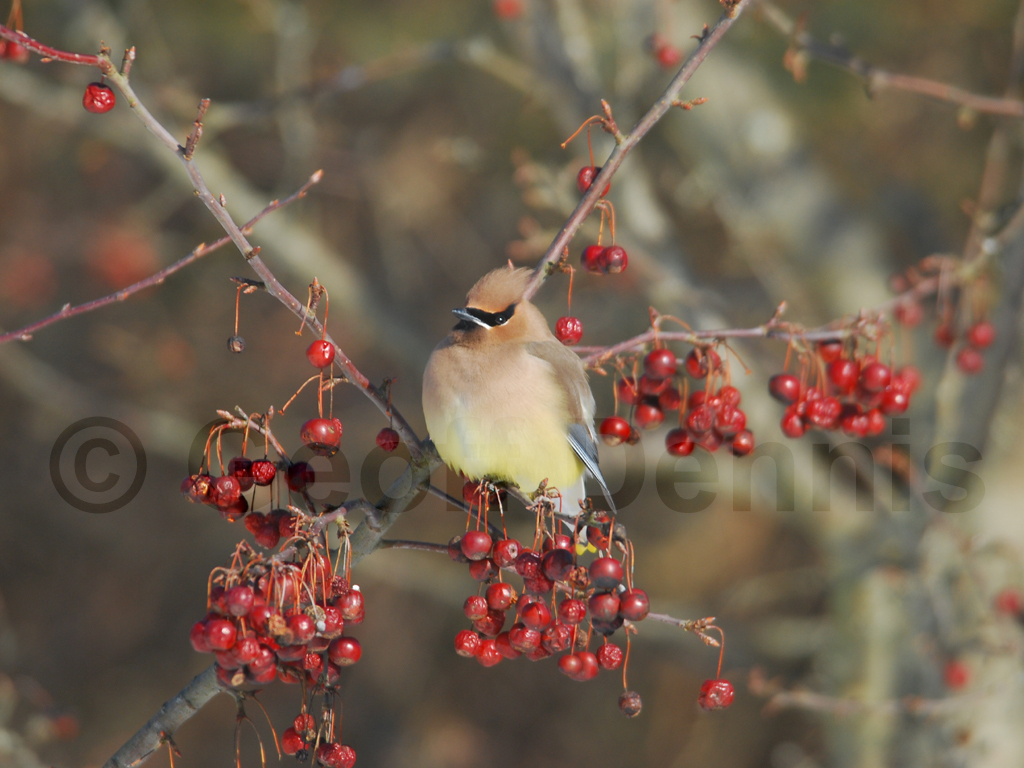 CEDW-AH_Cedar-Waxwing