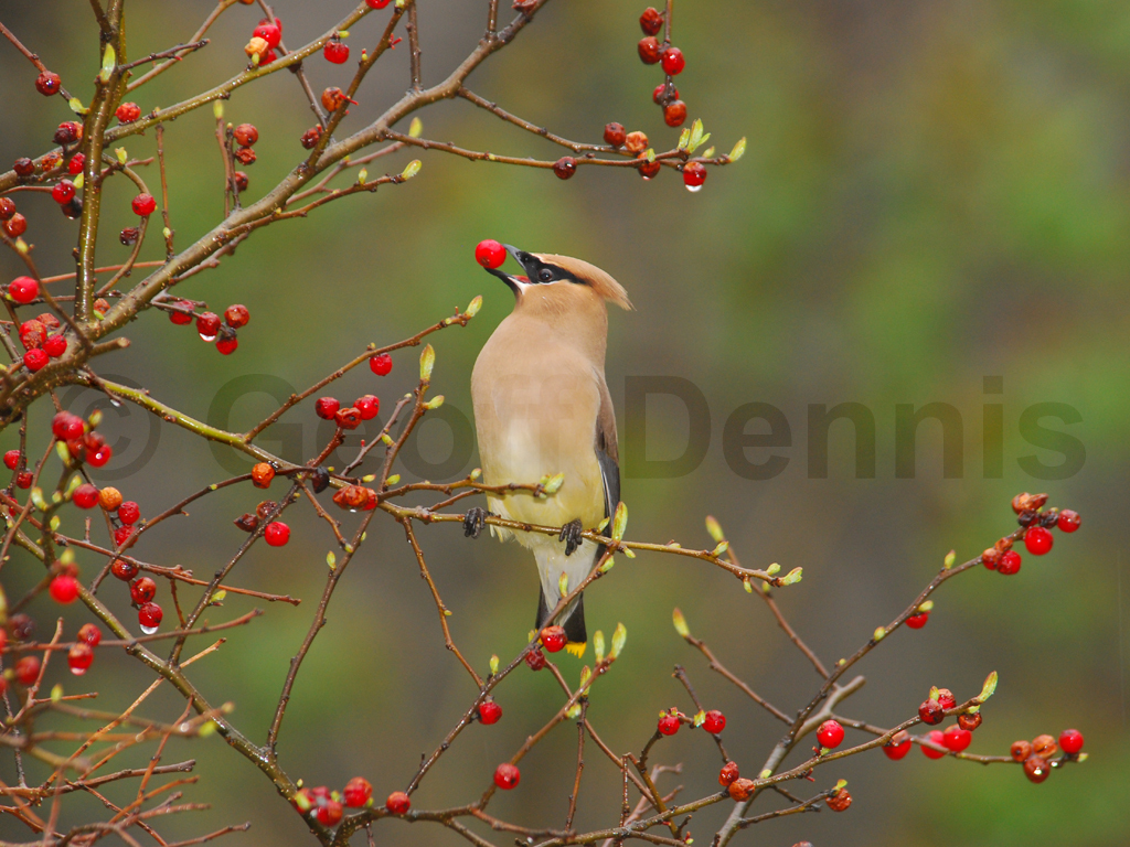 CEDW-AI_Cedar-Waxwing