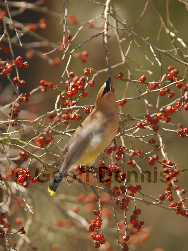 CEDW-AJ_Cedar-Waxwing
