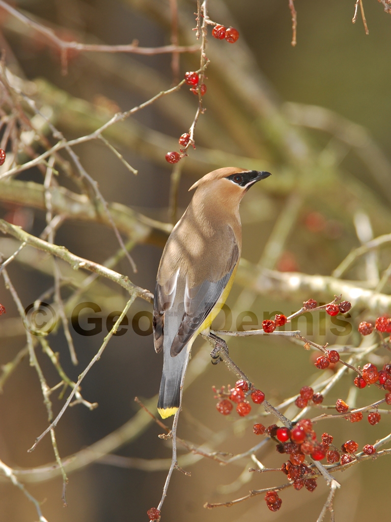 CEDW-AKb_Cedar-Waxwing
