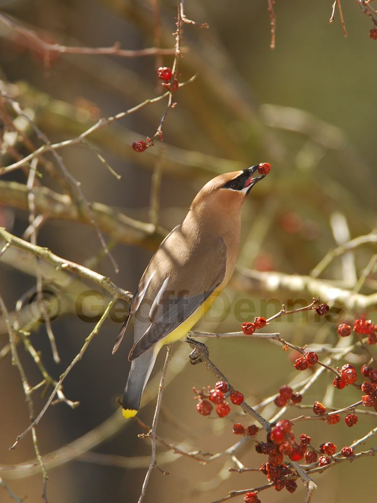 CEDW-AL_Cedar-Waxwing