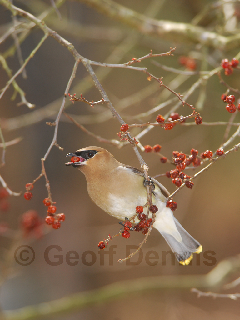 CEDW-AM_Cedar-Waxwing