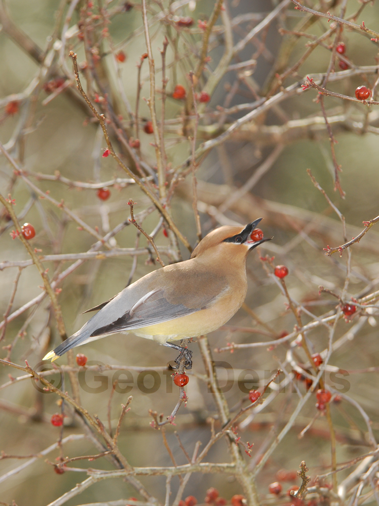 CEDW-AN_Cedar-Waxwing