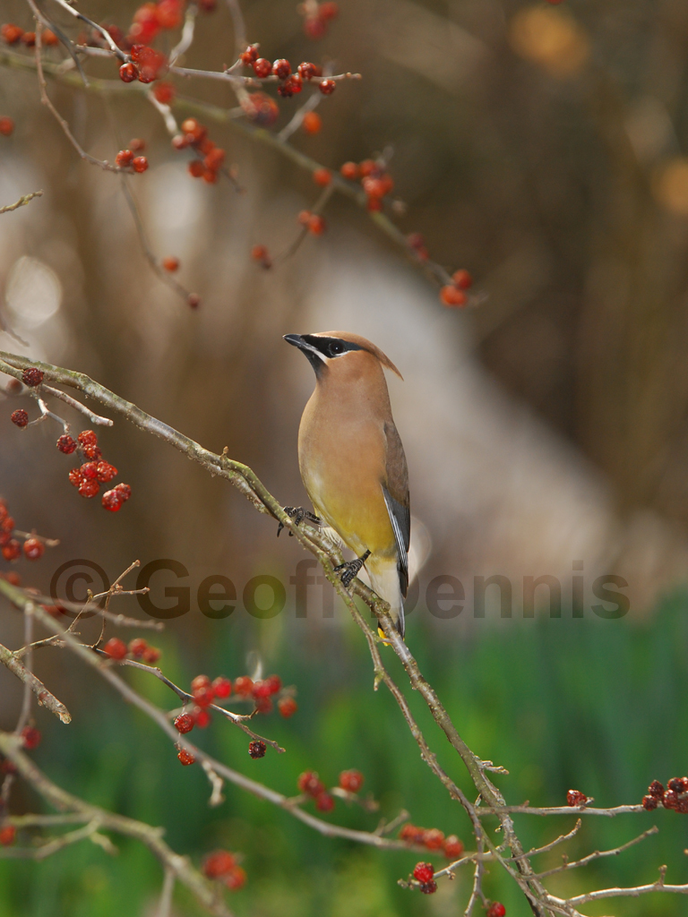 CEDW-AO_Cedar-Waxwing