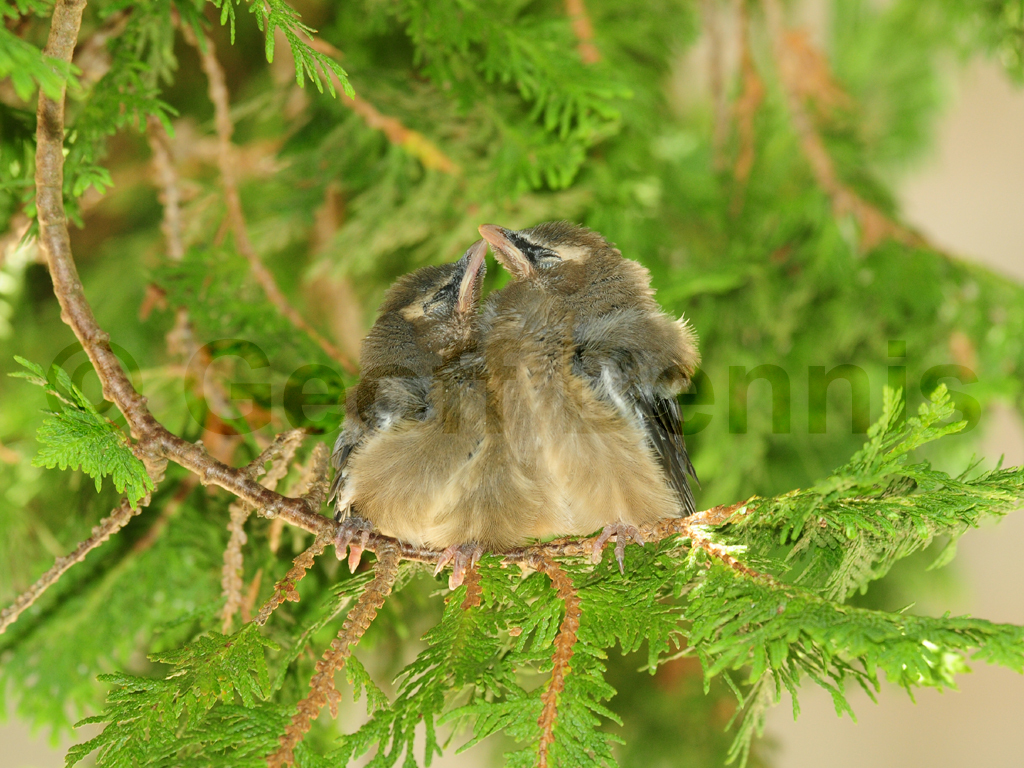 CEDW-AP_Cedar-Waxwing