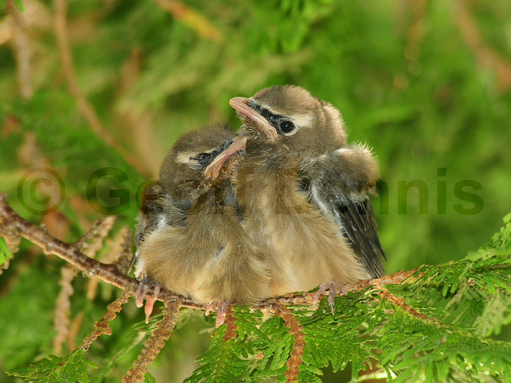 CEDW-AQ_Cedar-Waxwing
