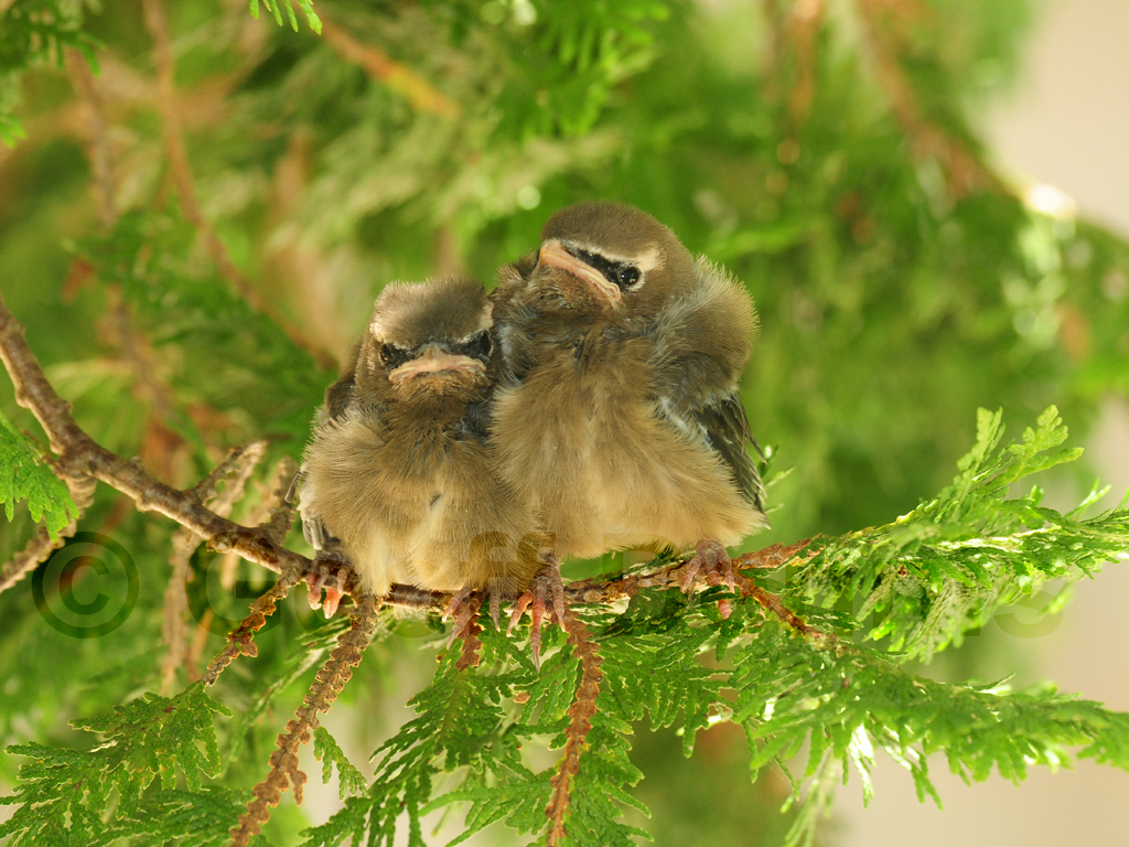 CEDW-AR_Cedar-Waxwing