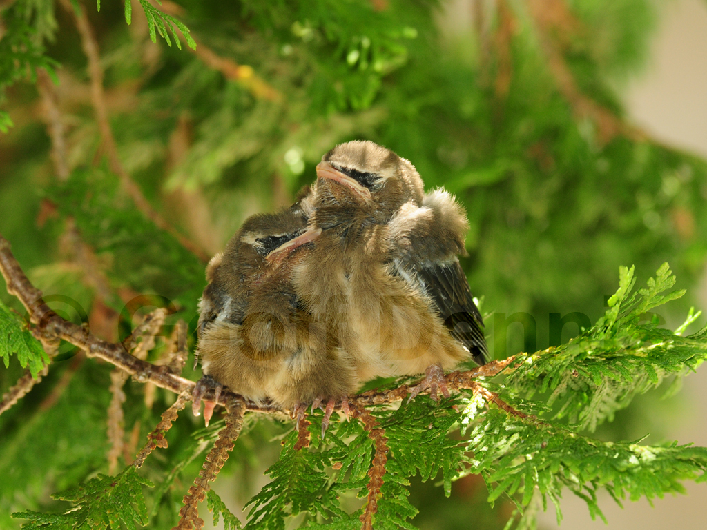 CEDW-AS_Cedar-Waxwing