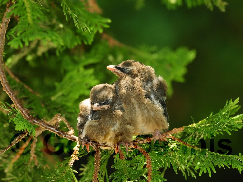 CEDW-ATb_Cedar-Waxwing