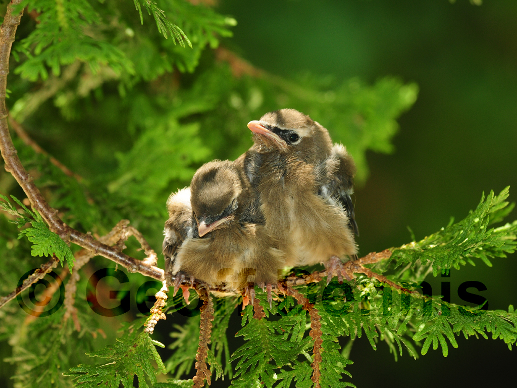 CEDW-AU_Cedar-Waxwing