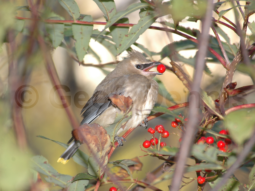 CEDW-AV_Cedar-Waxwing