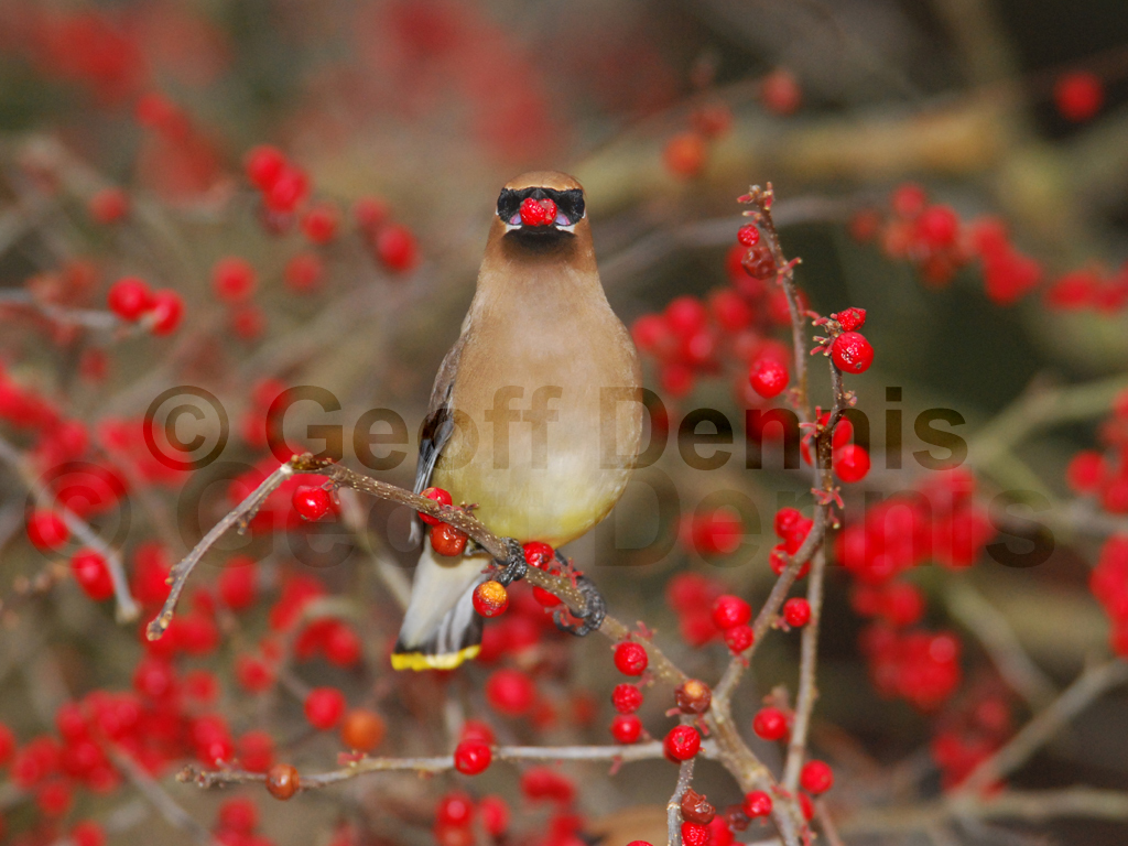 CEDW-AW_Cedar-Waxwing