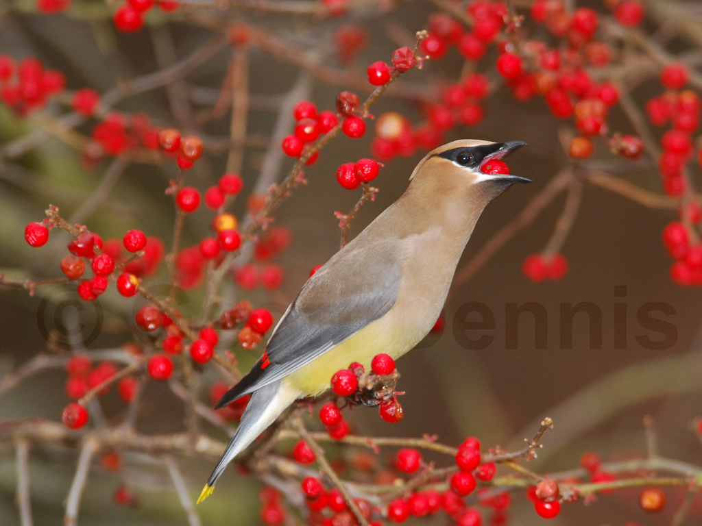 CEDW-AX_Cedar-Waxwing