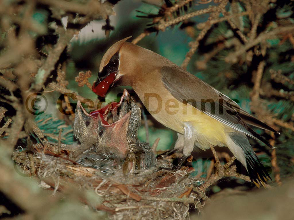 CEDW-AY_Cedar-Waxwing