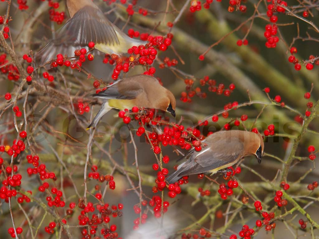 CEDW-AZ_Cedar-Waxwing