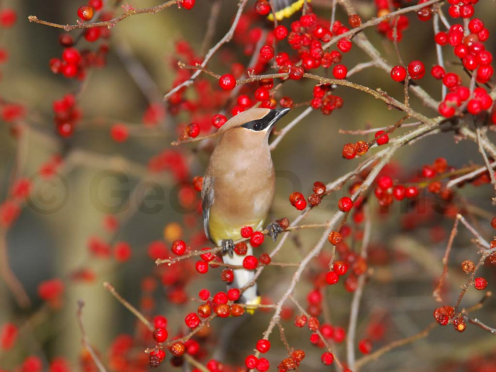 CEDW-BA_Cedar-Waxwing