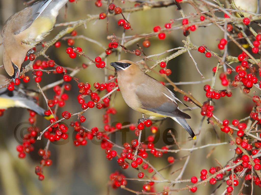 CEDW-BB_Cedar-Waxwing