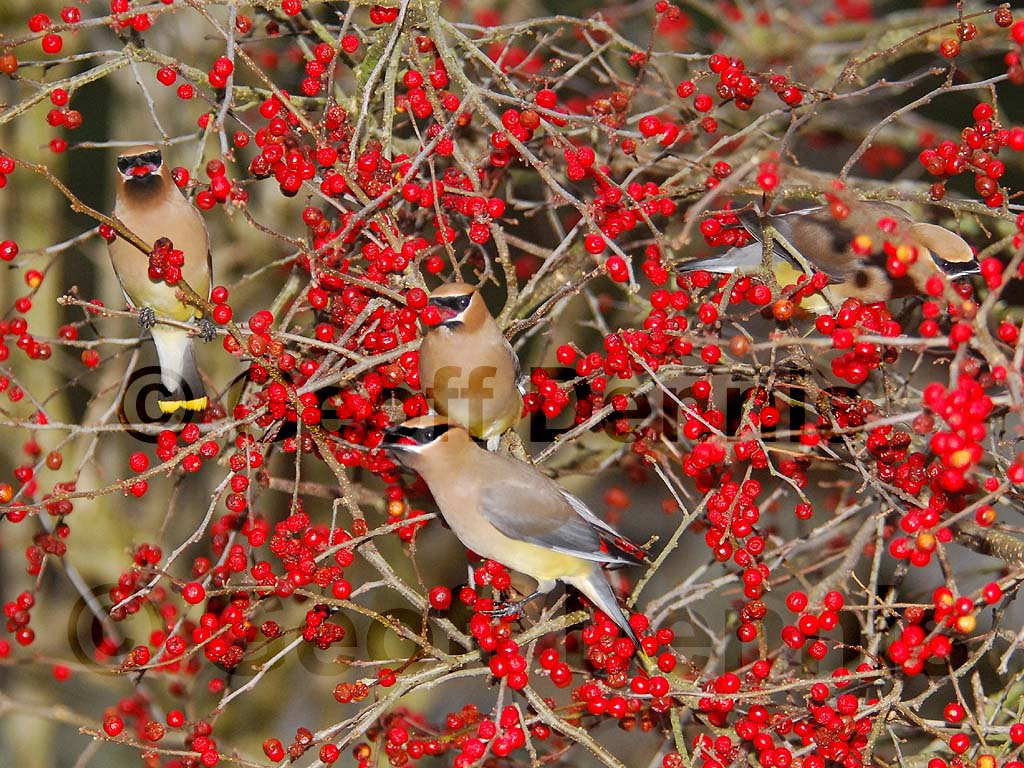 CEDW-BC_Cedar-Waxwing