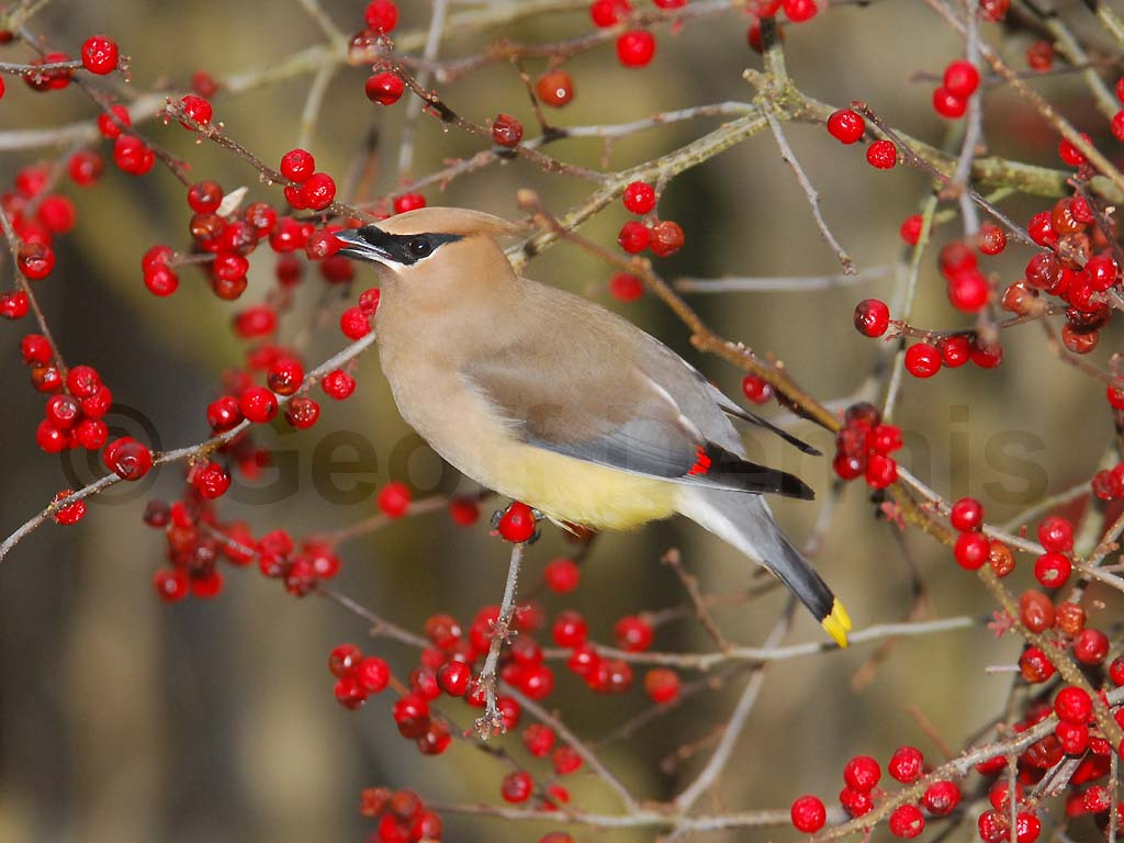 CEDW-BD_Cedar-Waxwing