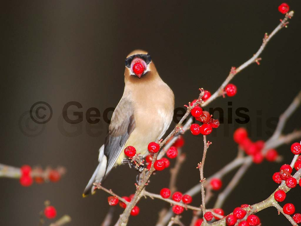 CEDW-BE_Cedar-Waxwing