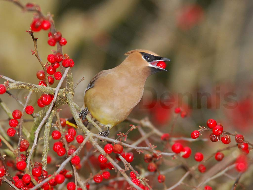 CEDW-BF_Cedar-Waxwing