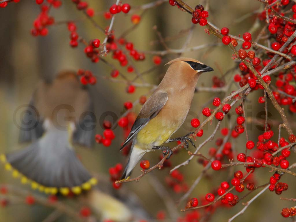 CEDW-BG_Cedar-Waxwing