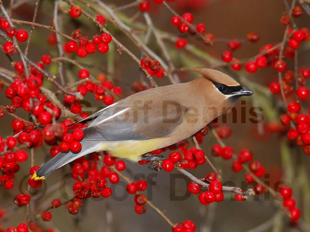 CEDW-BH_Cedar-Waxwing