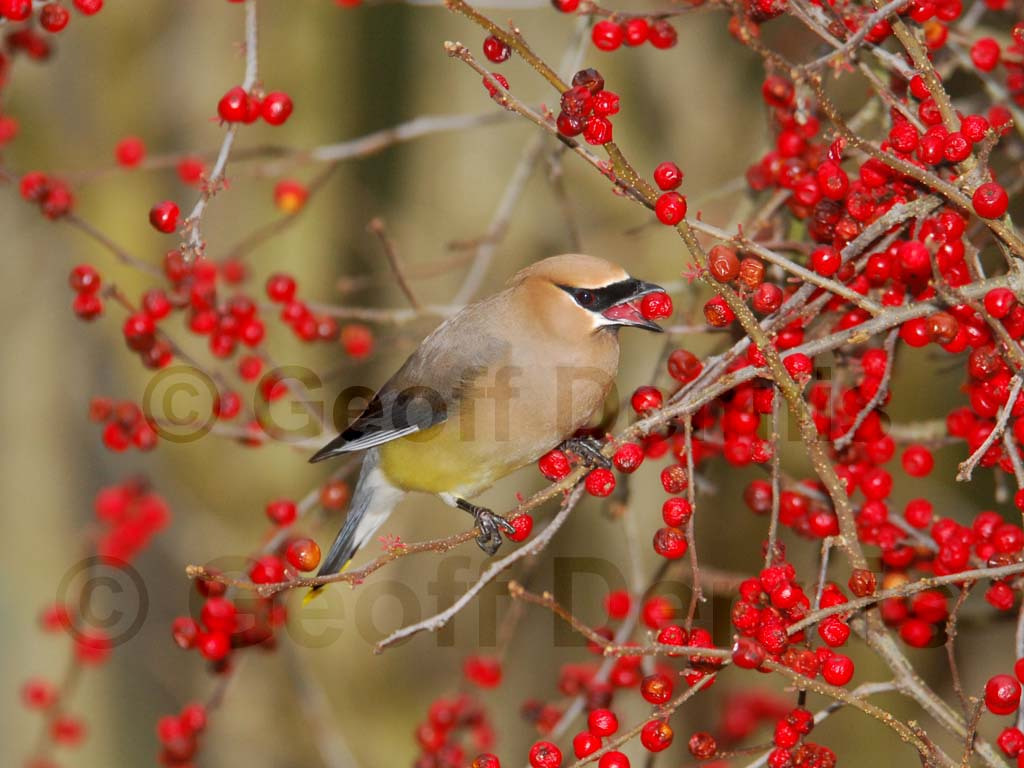 CEDW-BI_Cedar-Waxwing