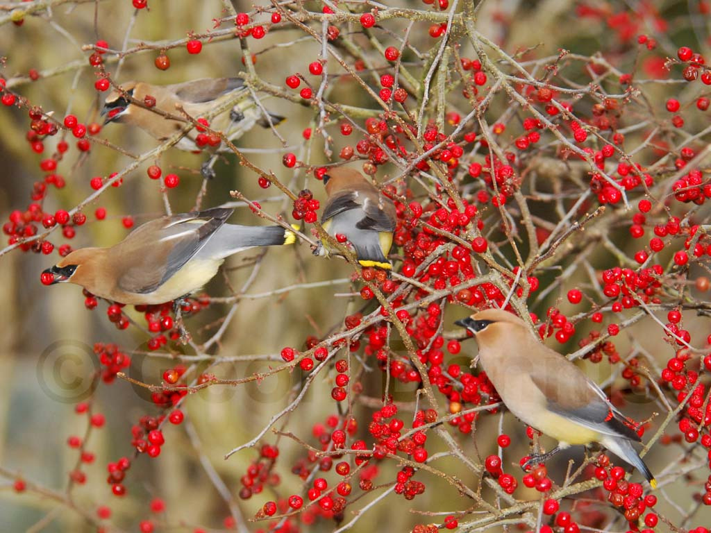 CEDW-BJ_Cedar-Waxwing