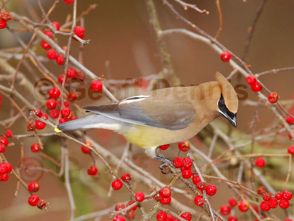 CEDW-BK_Cedar-Waxwing