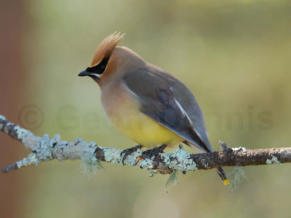 CEDW-BL_Cedar-Waxwing