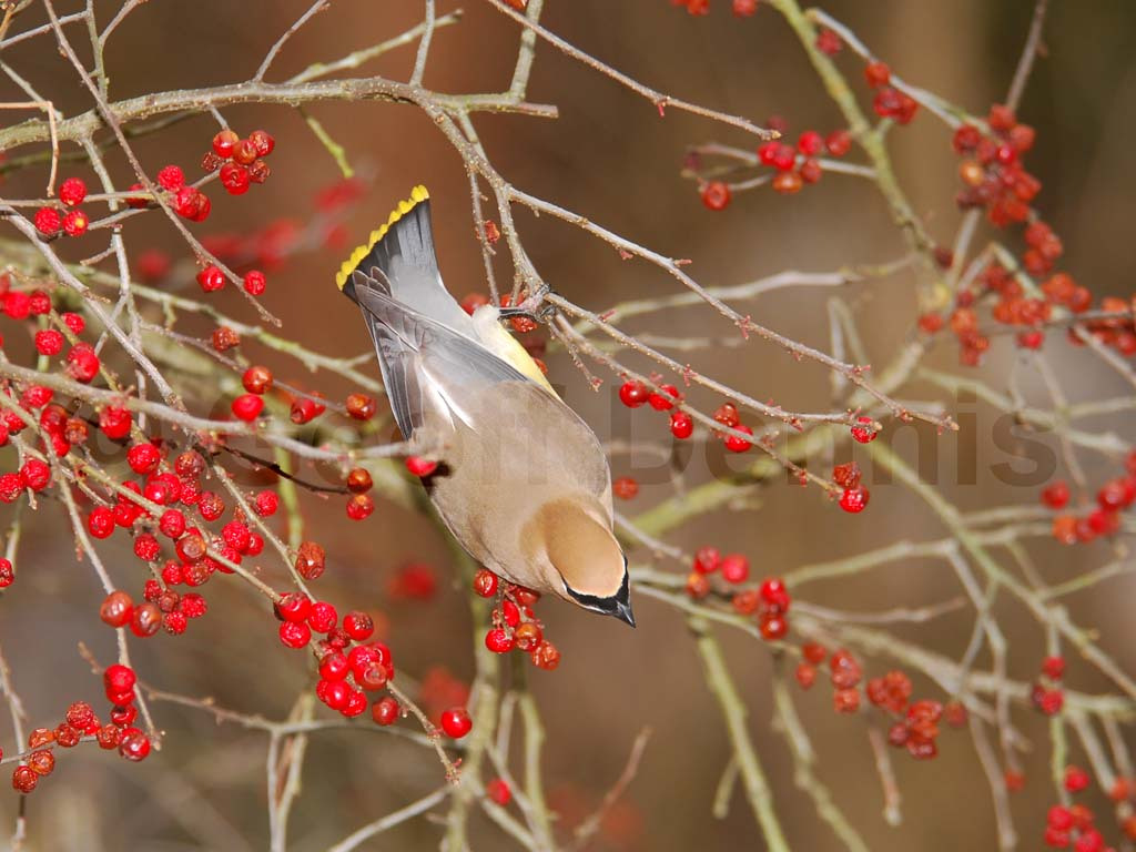 CEDW-BM_Cedar-Waxwing