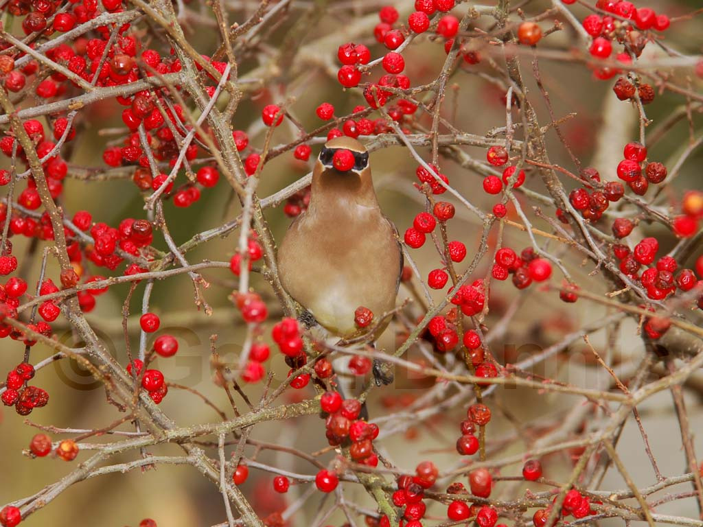 CEDW-BN_Cedar-Waxwing
