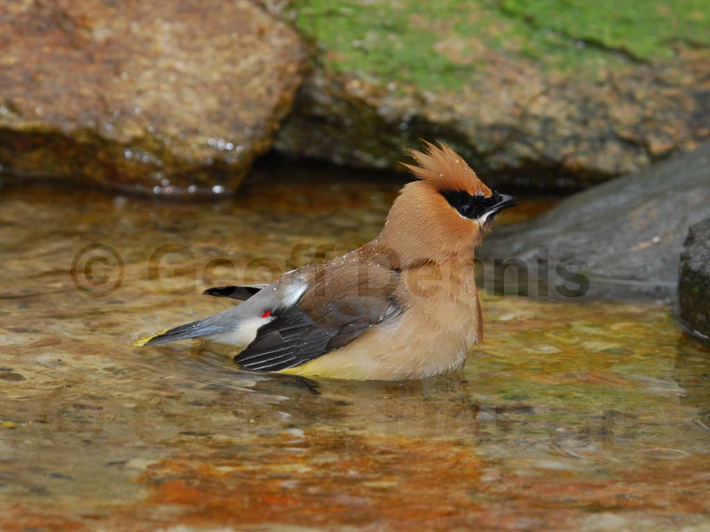 CEDW-BO_Cedar-Waxwing