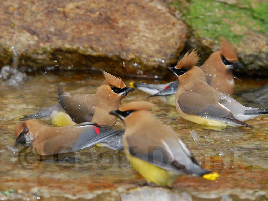 CEDW-BP_Cedar-Waxwing