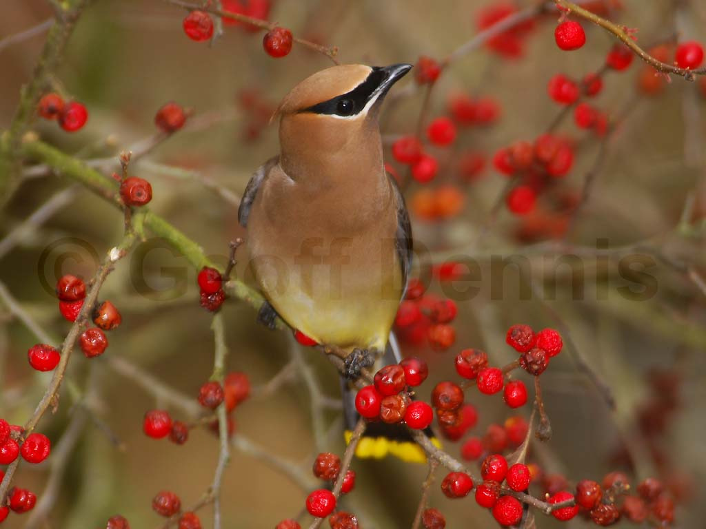 CEDW-BQ_Cedar-Waxwing