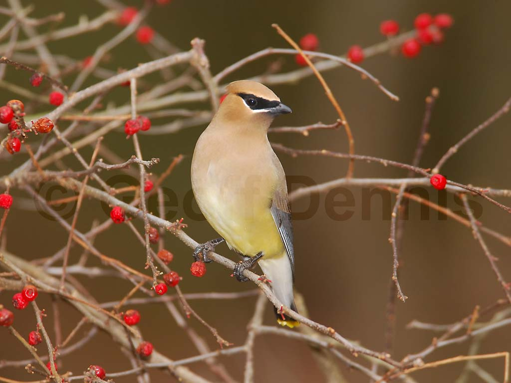 CEDW-BR_Cedar-Waxwing