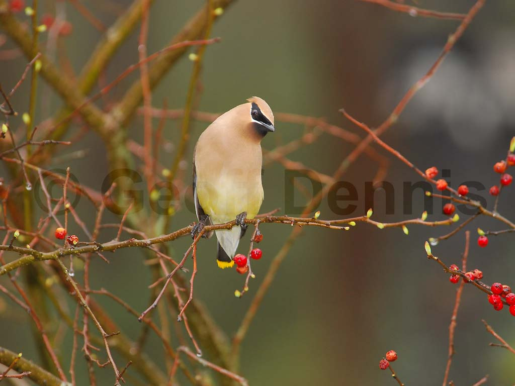 CEDW-BS_Cedar-Waxwing
