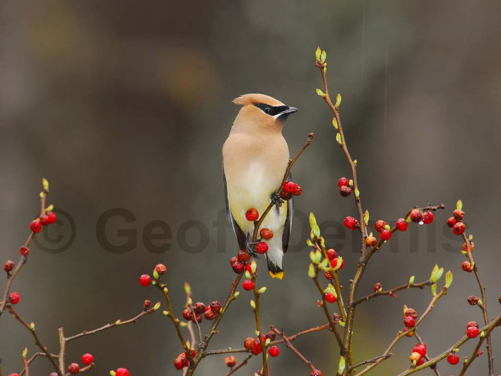 CEDW-BT_Cedar-Waxwing