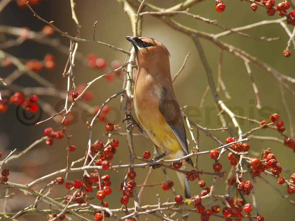 CEDW-BU_Cedar-Waxwing