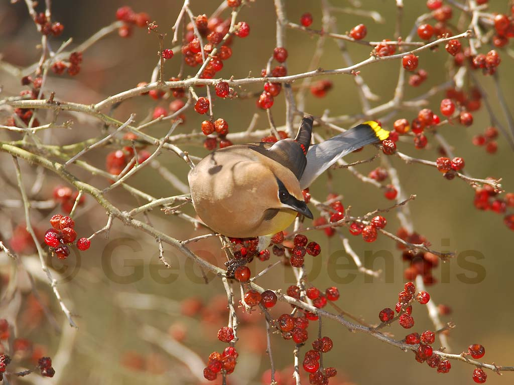 CEDW-BV_Cedar-Waxwing