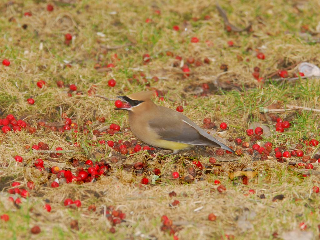 CEDW-BW_Cedar-Waxwing