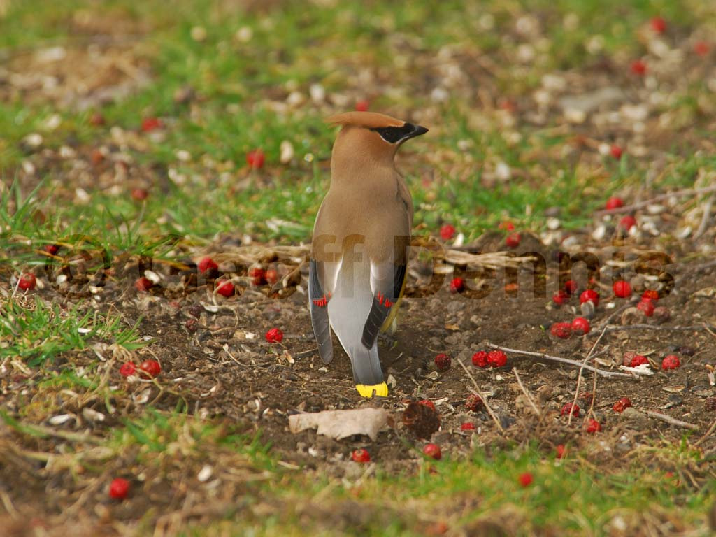 CEDW-BX_Cedar-Waxwing