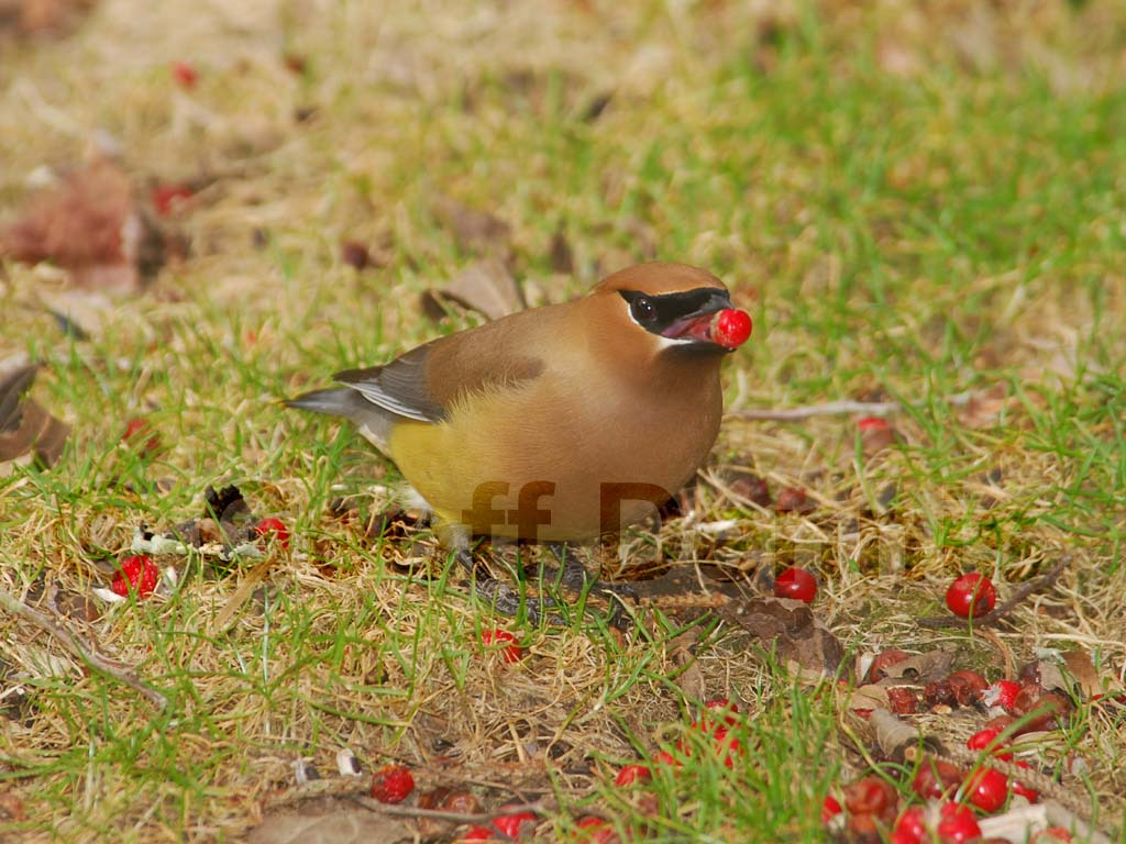 CEDW-BY_Cedar-Waxwing